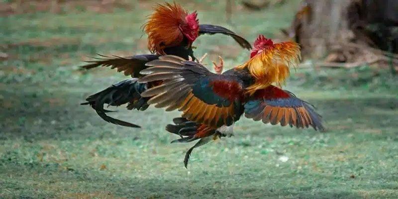 Instructions for playing Mibet cockfighting - simple, attractive