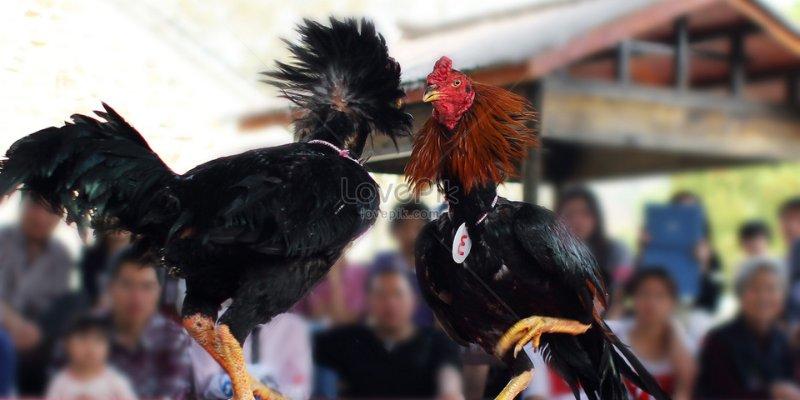 Top attractive points only available at Mibet cockfighting